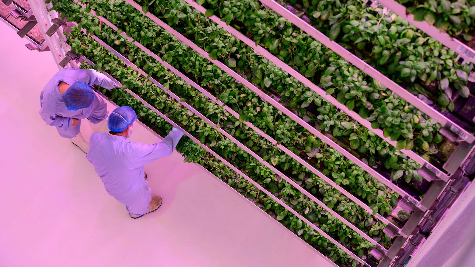 Commercial_vertical_farming Workers monitoring growth of young basil plants within a vertical hydroponic system.
