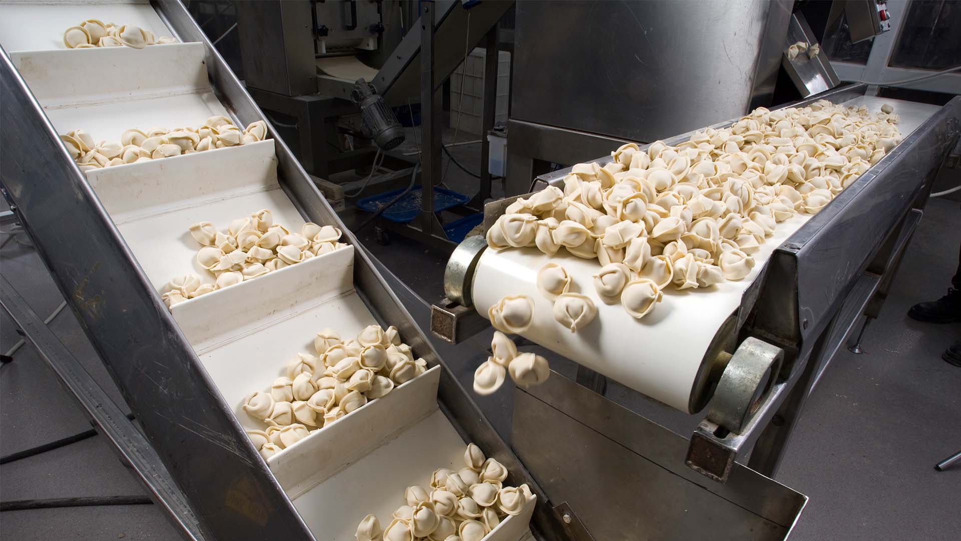 food_processing Tortellini on a conveyor belt